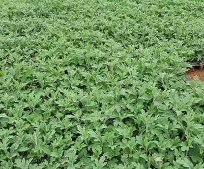 國慶菊（穴盤苗）